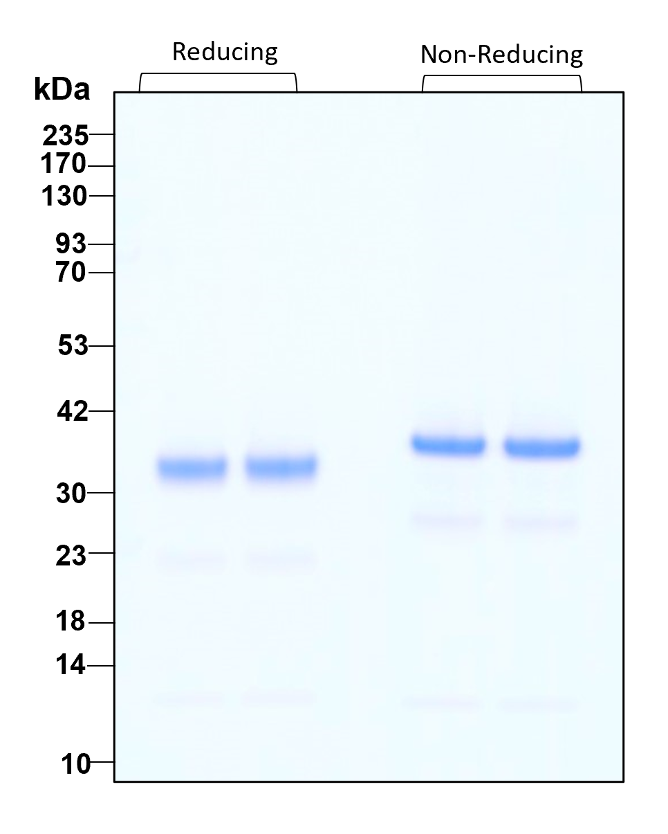 Purity of recombinant human GMP thrombin was determined by SDS- polyacrylamide gel electrophoresis. The protein was resolved in an SDS- polyacrylamide gel in reducing and non-reducing conditions and stained using Coomassie blue.