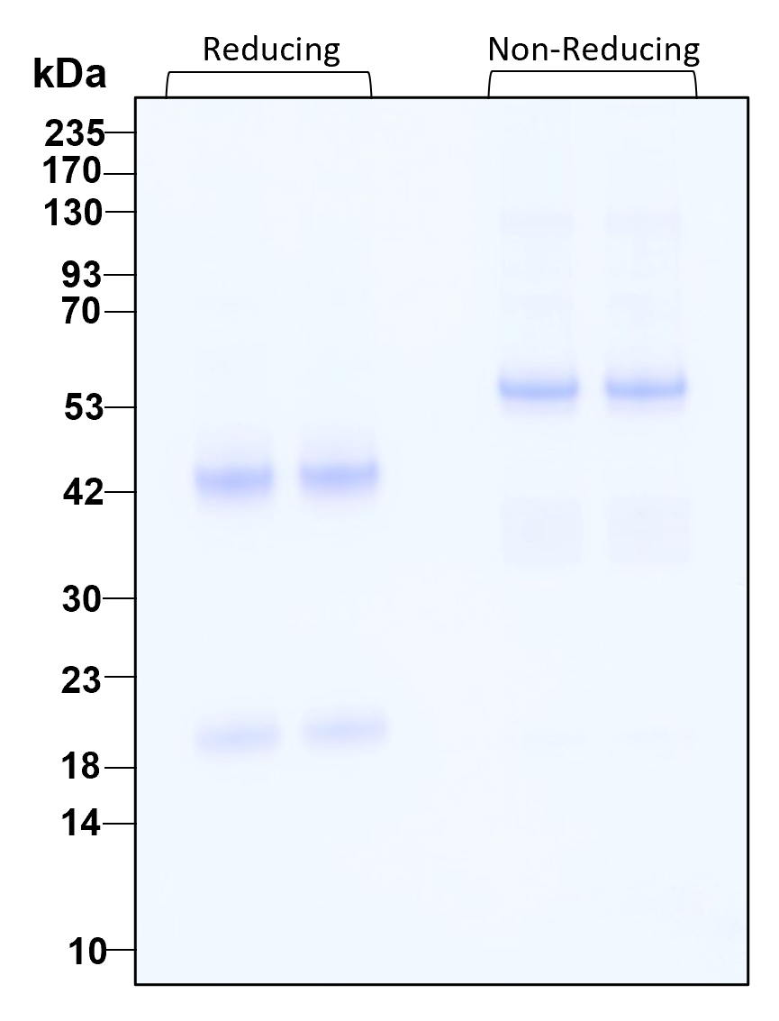 Purity of recombinant IL-23 was determined by SDS-polyacrylamide gel electrophoresis. The protein was resolved in an SDS-polyacrylamide gel in reducing and non-reducing conditions followed by staining with coomassie blue.


