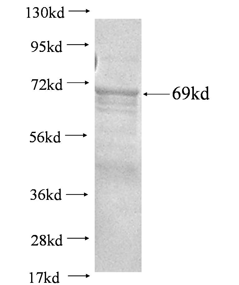 pvg3 fusion protein Ag0717 SDS-PAGE