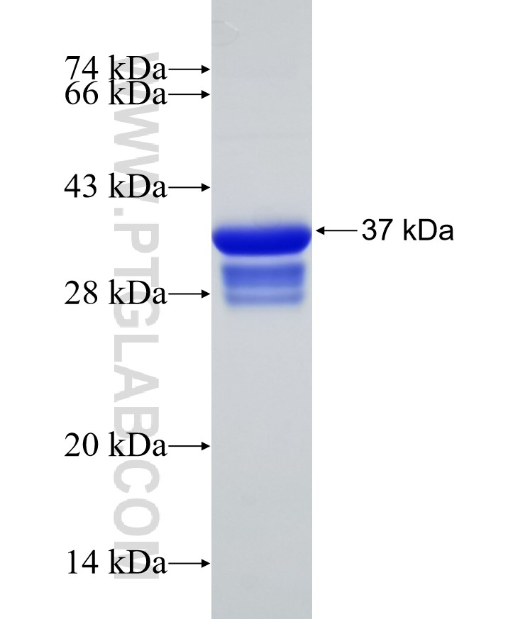 rPTPσ fusion protein Ag3691 SDS-PAGE