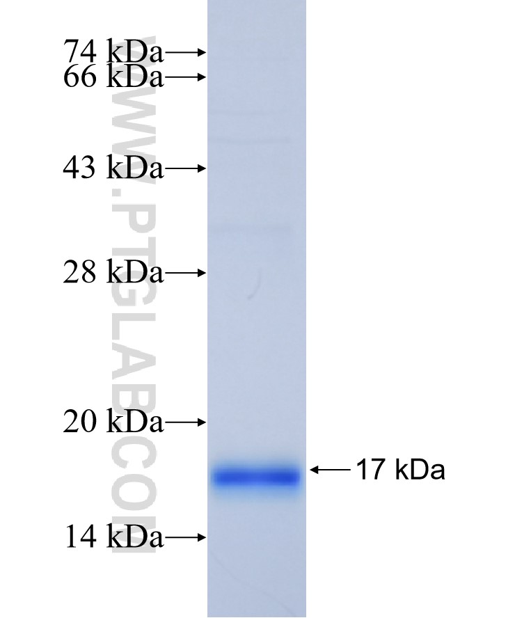 rPTPσ fusion protein Ag32737 SDS-PAGE rPTPσ fusion protein Ag32737 SDS-PAGE