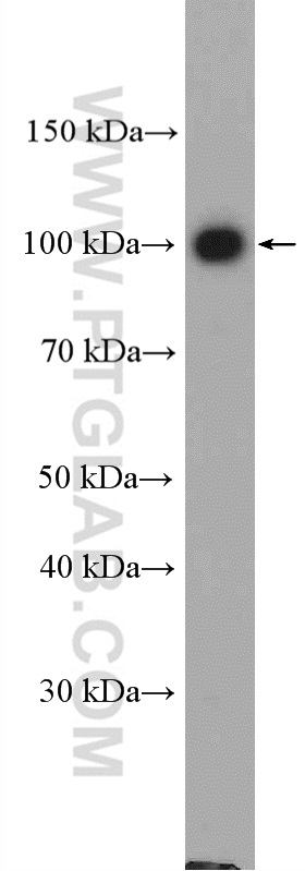 WB analysis of HEK-293 using 10130-1-AP