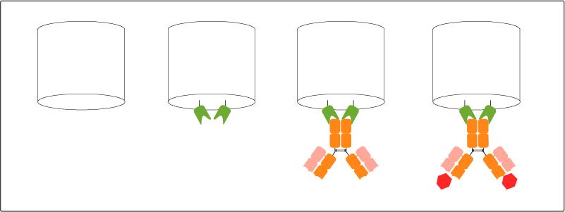 Immobilization of the Nano-CaptureLigand (green) on Biosensor (white) for biolayer interferometry (BLI) assay followed by capture of an antibody (orange). The setup is ready for characterization of the antibodies’ binding kinetics and affinity to target (red), antibody discovery and screening in crude liquids like hybridoma supernatant, serum, and plasma.