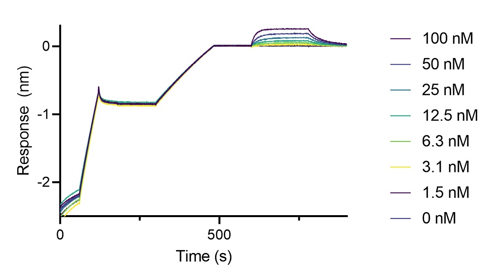 BLI binding kinetics of a human anti-GFP Fab fragment to eGFP. A synthetic human anti-GFP lambda Fab fragment was immobilized using Nano-CaptureLigand human Ig, lambda-LC-specific VHH, biotinylated on FortéBio Streptavidin (SA) Biosensors and assayed with different concentrations of eGFP (ChromoTek EGFP, recombinant protein).