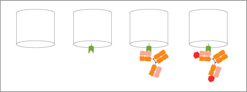 Immobilization of the Nano-CaptureLigand (green) on Biosensor (white) for biolayer interferometry (BLI) followed by capture of lambda light chain of human Ig antibody (orange). The setup is ready for characterization of human IgG antibodies’ binding kinetics and affinity to substrate (red), human IgG antibody discovery and screening in crude liquids like hybridoma supernatant, serum, and plasma.