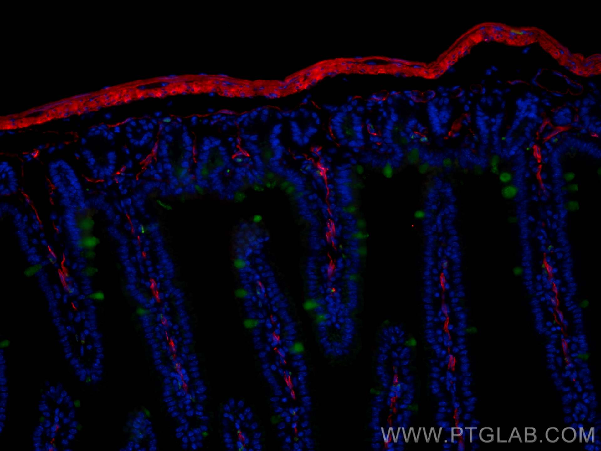 IF Staining of mouse small intestine using CL594-14395