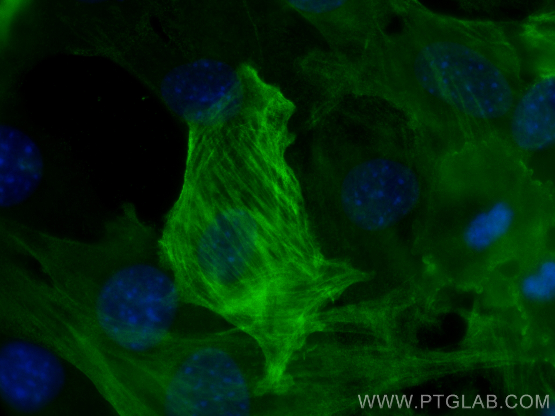 IF Staining of C2C12 using 67735-1-Ig