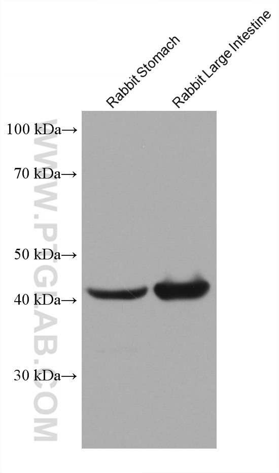 WB analysis using 67735-1-Ig