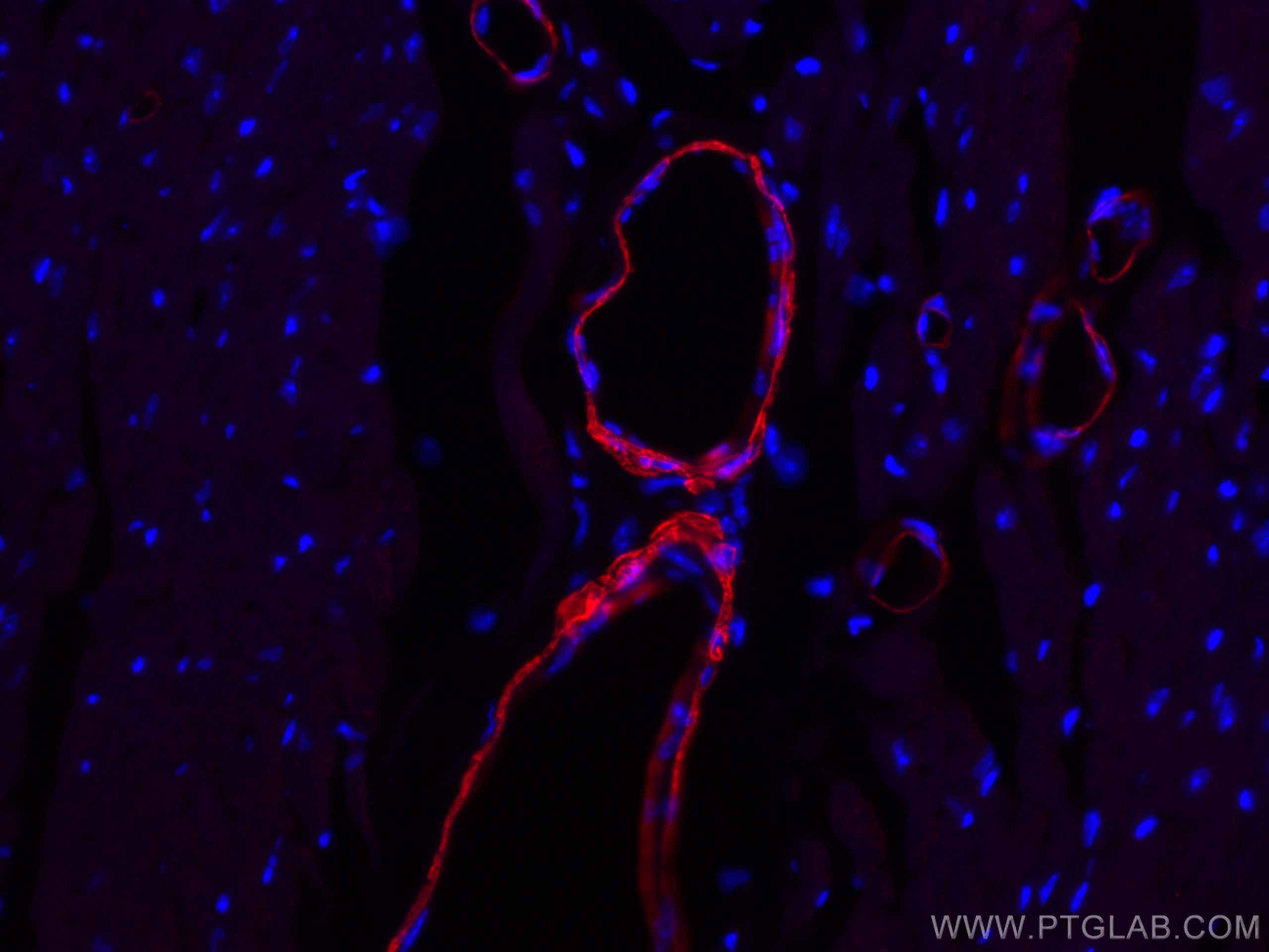 IF Staining of mouse heart using CL594-67735