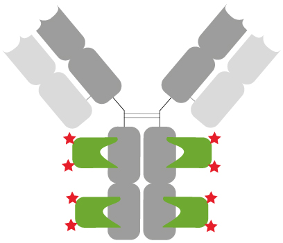 Anti-mouse IgG1 Nano-Secondary: Well-defined and characterized immunostaining. Primary anti-mouse IgG1 antibody (grey) with 2X2 monoclonal mouse Fc- specific Nanobodies (green) bound. In total, 8 fluorophores (red stars) label the mouse IgG1 primary antibody.