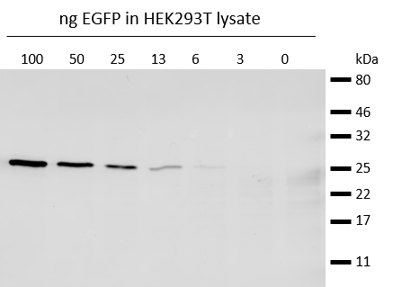 Western blot analysis of EGFP (EGFP-250, ChromoTek) added to HEK293T cell lysate. Detection with anti-GFP mouse IgG 1 antibody and alpaca anti-mouse IgG1 VHH Alexa Fluor® 647.