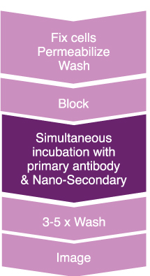 One-step immunostaining is the simultaneous incubation of mouse IgG2b primary antibody and anti-mouse IgG2b Nano-Secondary. This method reduces incubation and hands-on time. Simultaneous incubation also supports multiplexing, tissue penetration, and cell staining for flow cytometry.