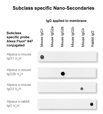 The anti-mouse IgG2b Nano-Secondary is subclass-specific and does not cross-react with IgGs from other commonly used species (here rabbit) and with mouse IgG1 and IgG3 subclasses.