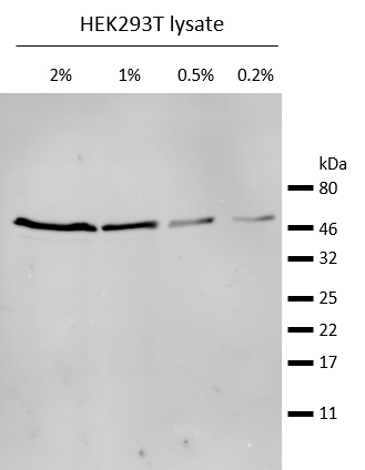 Western blot analysis of endogenous ®-Tubulin in HEK293T cell lysate. Detection with mouse anti-®-Tubulin antibody and alpaca anti-mouse IgG2b VHH Alexa Fluor® 647.