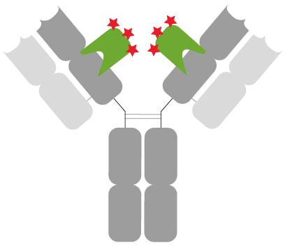 Anti-mouse IgG3 Nano-Secondary: Well-defined and characterized immunostaining. Primary anti-mouse IgG3 antibody (grey) with 2 copies of a monoclonal mouse Fab- specific Nanobody (green) bound. In total, 6 fluorophores (red stars) label the mouse IgG3 primary antibody.