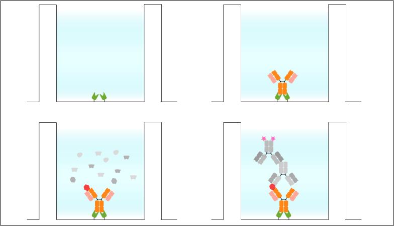 Sandwich ELISA: Immobilization of the Nano-CaptureLigand on streptavidin coated microplates for ELISA. No biotinylation of the antibody is required. Coating of the streptavidin microplate with Nano-CaptureLigand (top left). Site-directed antibody immobilization via Nano-CaptureLigand (top right). Addition of sample including target (red, bottom left). Addition of detection and secondary antibody for read-out (bottom right).