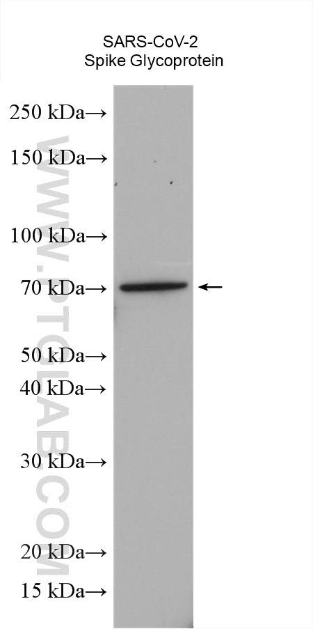 SARS-CoV-2 S protein (428-506 aa)