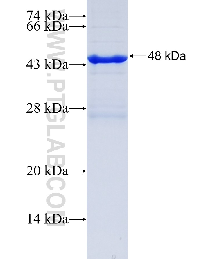 2019-nCOV Spike protein(RBD) fusion protein Ag30689 SDS-PAGE