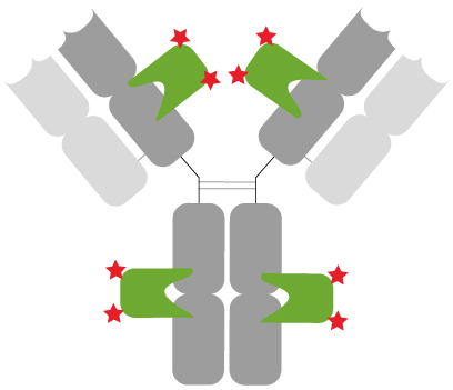 Well-defined and characterized immunostaining: Primary anti-rabbit IgG antibody (grey) with 2 copies each of a rabbit Fab- and Fc-specific monoclonal Nanobodies (green) bound. In total, 8 fluorophores (red stars) label the primary rabbit IgG antibody.