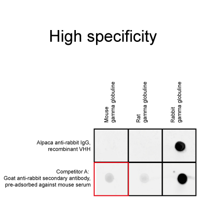 HeLa cells were immunostained with rabbit anti-Lamin B1 antibodies and alpaca anti-rabbit IgG VHH Alexa Fluor® 568 (1:1,000). Confocal and gated STED images were acquired with a Leica TCS SP8 STED 3X microscope, pulsed depletion with a 775 nm laser. Images were recorded at the Core Facility Bioimaging at the Biomedical Center, LMU Munich.