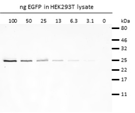 Western blot analysis of EGFP (EGFP-250, ChromoTek) added to HEK293T cell lysate. Detection with rabbit anti-GFP antibody PABG1 (ChromoTek) and alpaca anti-rabbit IgG VHH Alexa Fluor® 488.
