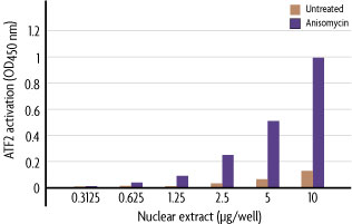 The TransAM ATF-2 Kit was used to test increasing amounts of nuclear extract from unstimulated HeLa and HL-60 cells for activated AML-1/Runx1