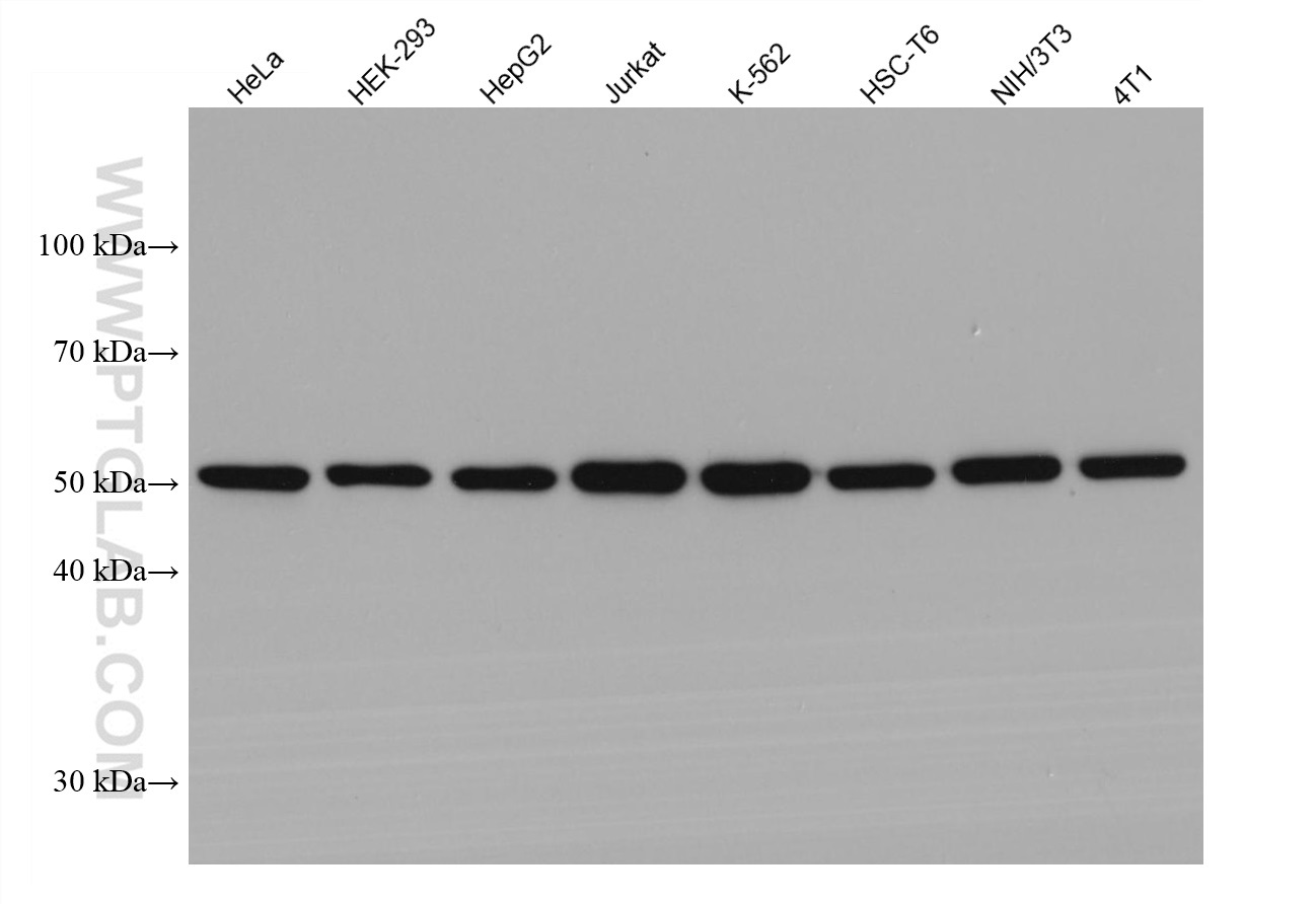 WB analysis using 66031-1-Ig (same clone as 66031-1-PBS)