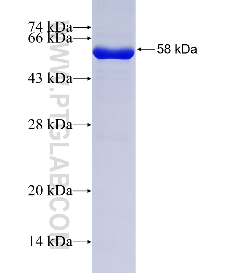 tubulin-Alpha fusion protein Ag6881 SDS-PAGE