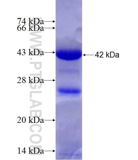tubulin-alpha fusion protein Ag28419 SDS-PAGE
