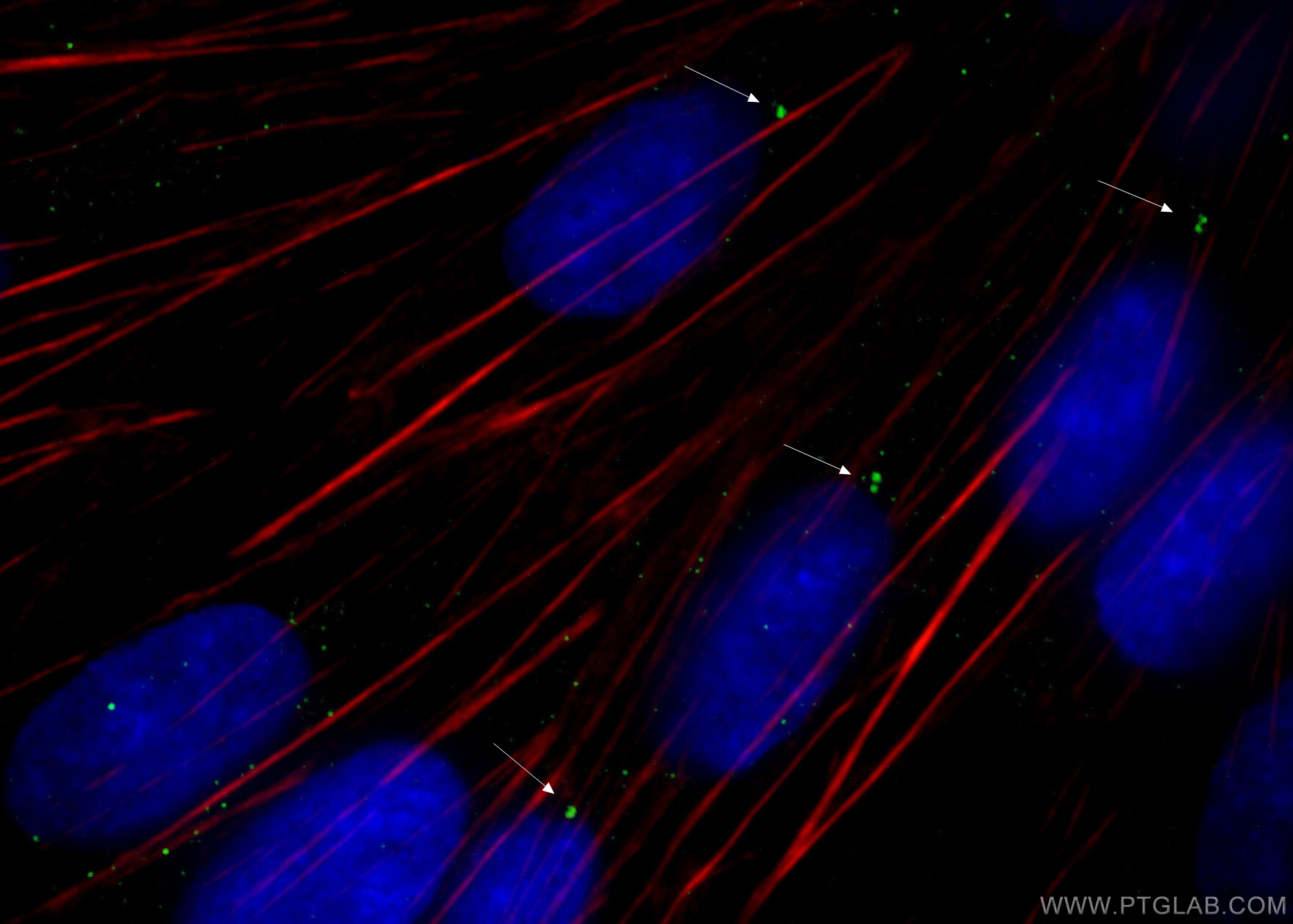 IF Staining of MDCK using 66320-1-Ig