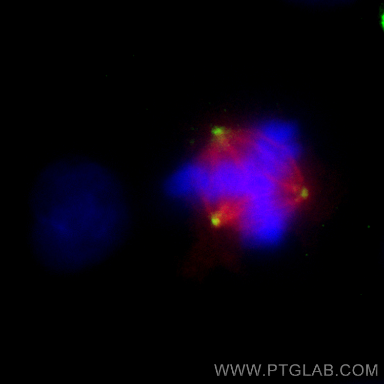 IF Staining of A549 using 66320-1-Ig