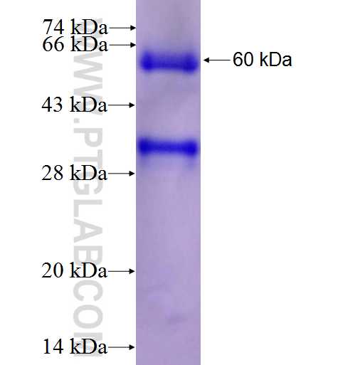 tubulin-gamma fusion protein Ag7070 SDS-PAGE