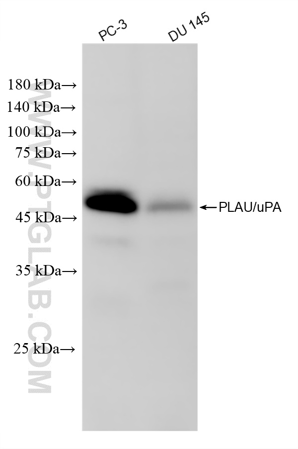 WB analysis using 87458-1-RR (same clone as 87458-1-PBS)