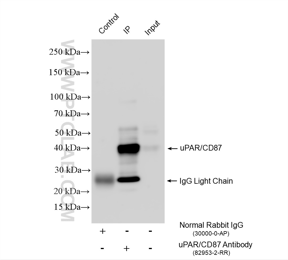IP experiment of U-937 using 82953-2-RR IP experiment of U-937 using 82953-2-RR