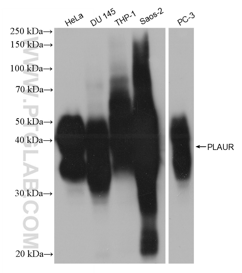 WB analysis using 82953-2-RR (same clone as 82953-2-PBS)