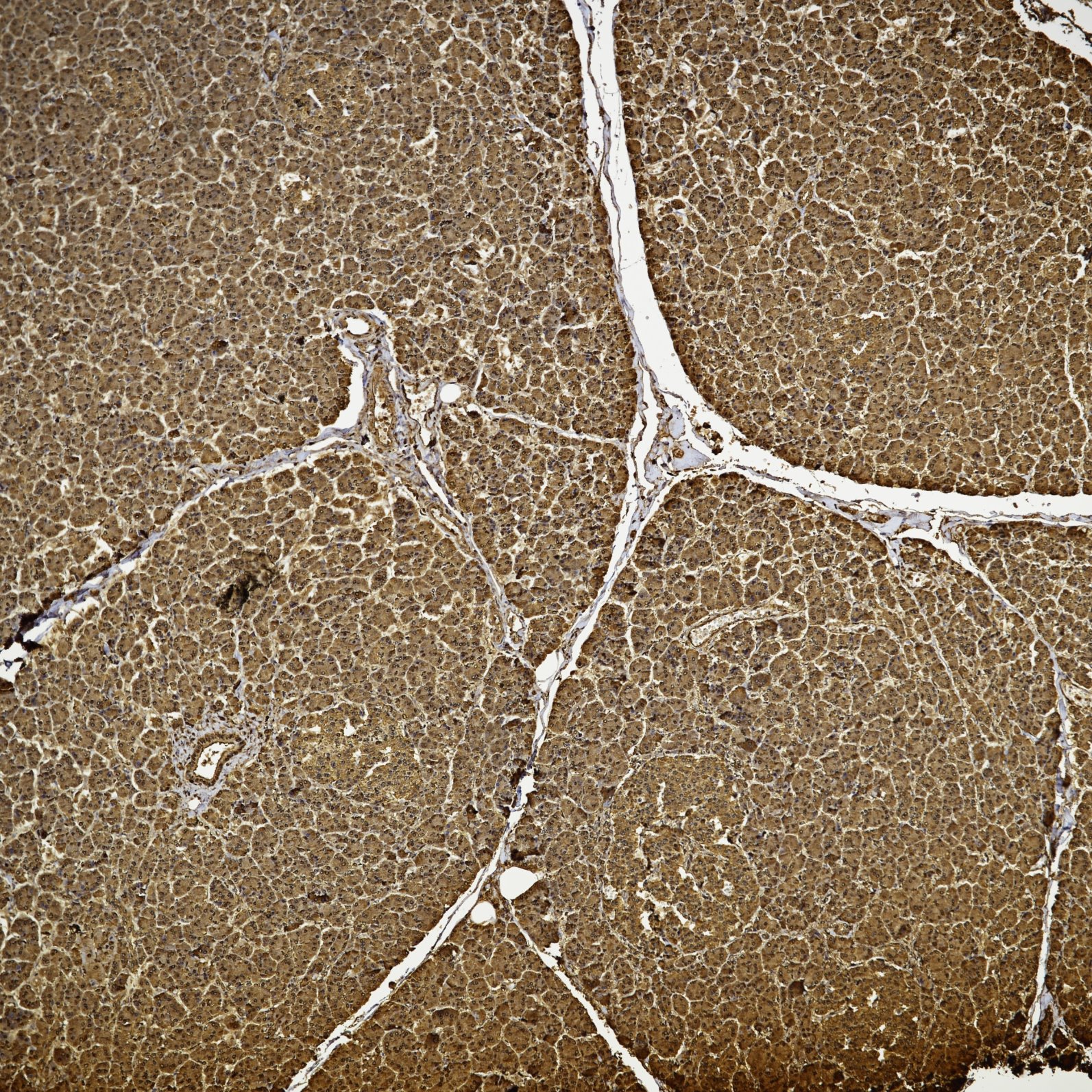 IHC staining of human pancreas using 80992-1-RR
