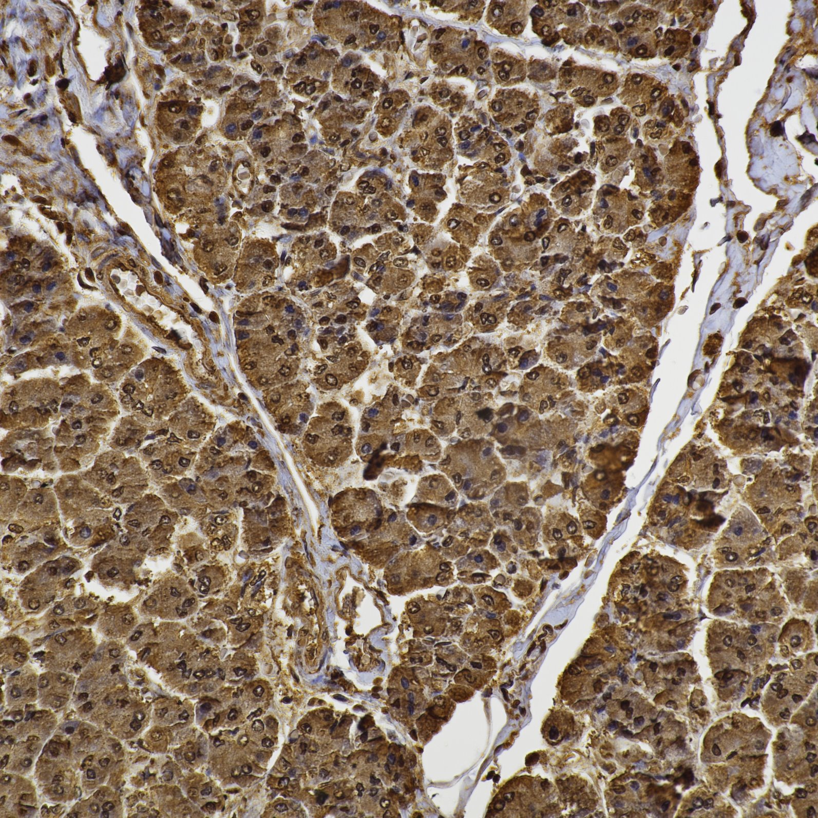 IHC staining of human pancreas using 80992-1-RR