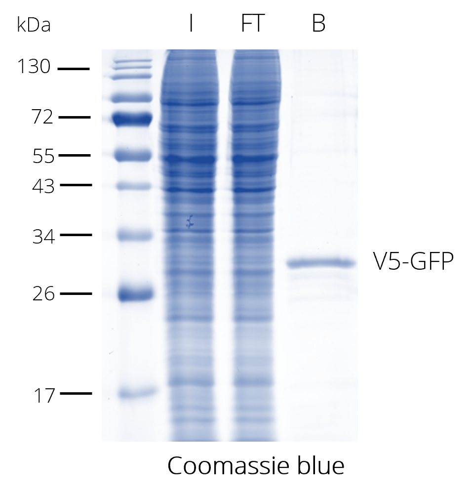 V5-Trap® Magnetic Agarose for pull-down of V5-tagged proteins. V5 at the N-terminus. I: Input, FT: Flow-through, B: Bound.