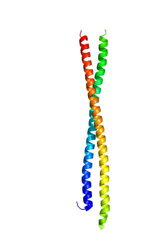 Structure of Vimentin.