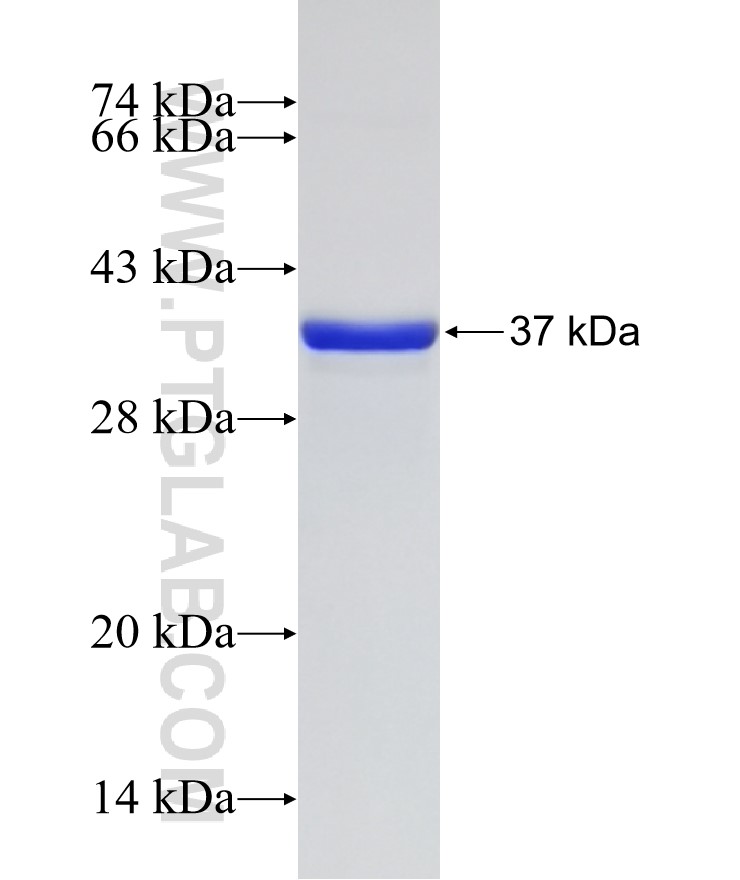 vwf fusion protein Ag25578 SDS-PAGE