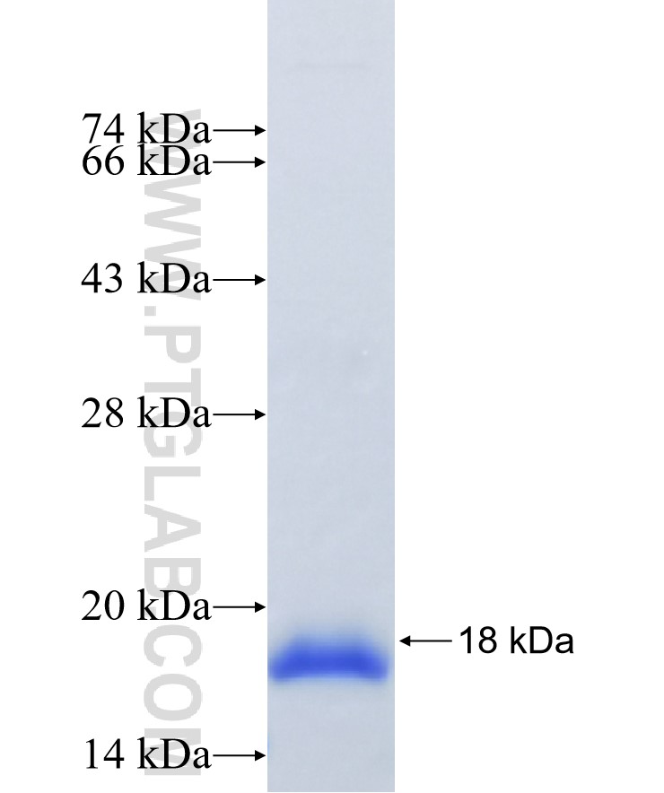 vwf fusion protein Ag25595 SDS-PAGE vwf fusion protein Ag25595 SDS-PAGE