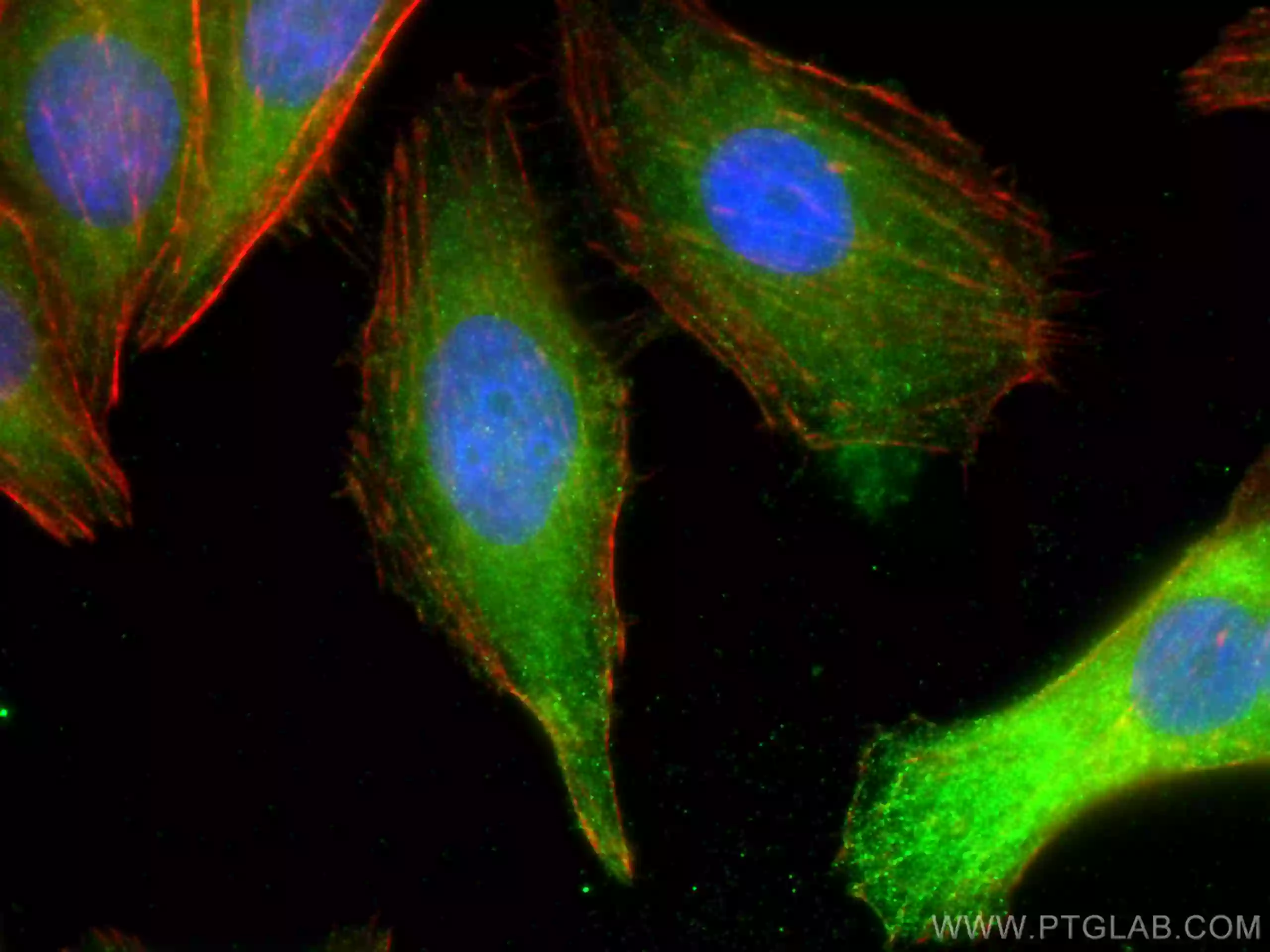 Immunofluorescent (IF) analysis of (-20°C Ethanol) fixed HepG2 cells using MLKL antibody (21066-1-AP) at dilution of 1:200 and CoraLite®488-Conjugated AffiniPure Goat Anti-Rabbit IgG(H+L), CL594-Phalloidin (red)