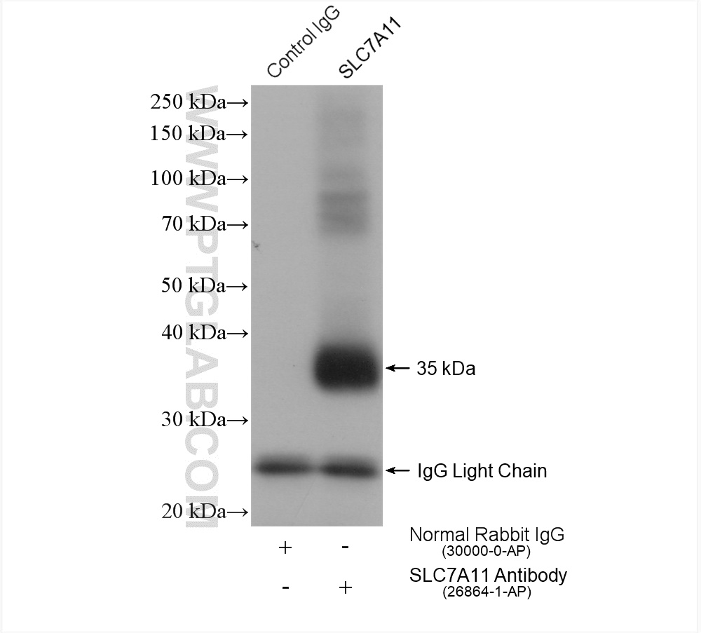 IP experiment of HepG2 using 26864-1-AP