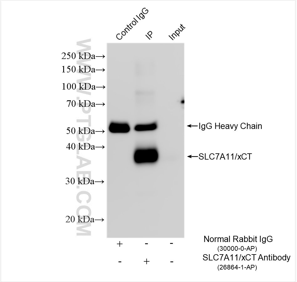 IP experiment of HeLa using 26864-1-AP