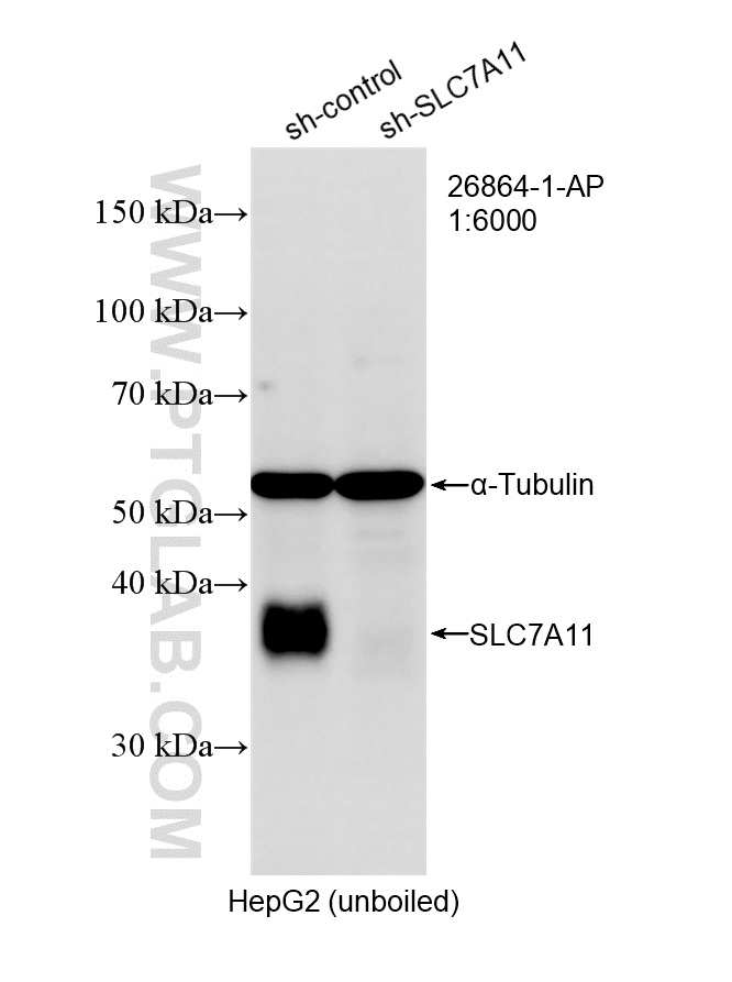 WB result of SLC7A11/xCT antibody (26864-1-AP; 1:6000; incubated at room temperature for 1.5 hours) with sh-Control and sh-SLC7A11/xCT transfected HepG2 cells. WB analysis of HepG2 using 26864-1-AP