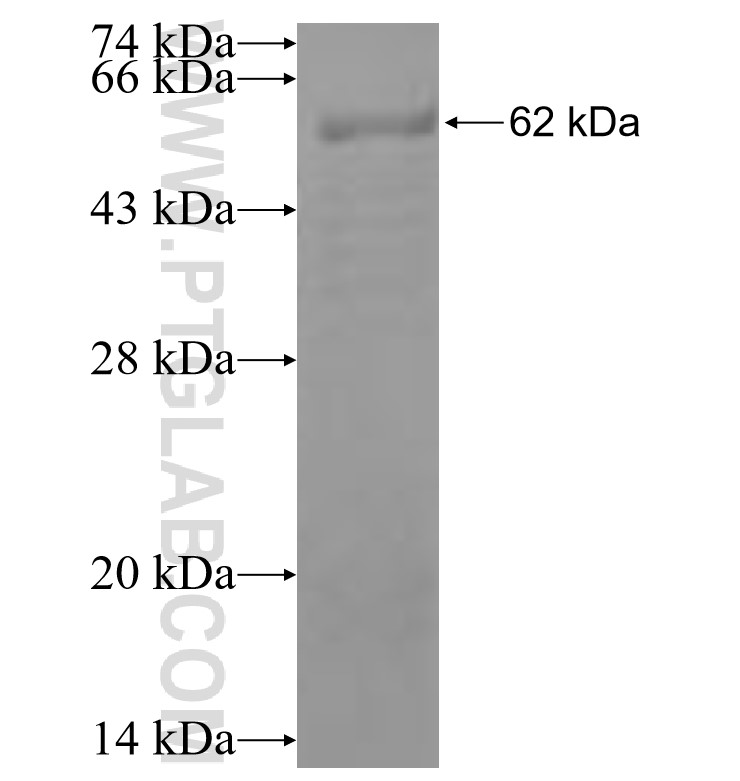 β-ENaC fusion protein Ag5348 SDS-PAGE